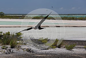 Flying juvenile frigatebird photo