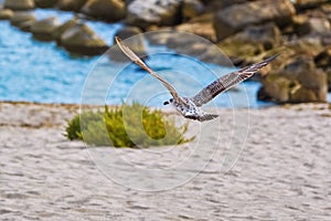 Flying Young Seagull