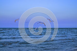 Flyings seagulls over the calm sea. Melancholic background