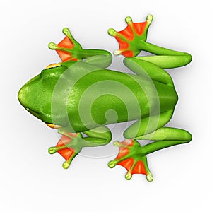 Flyng frog photo