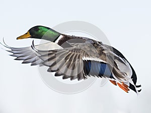 Flyng Mallard Duck photo