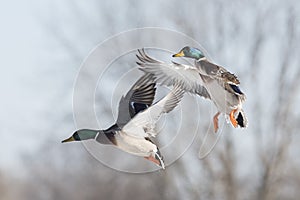 Flyng Mallard Duck photo