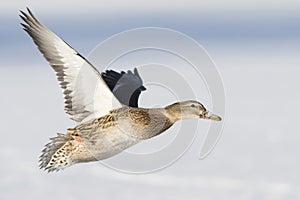 Flyng Mallard Duck photo