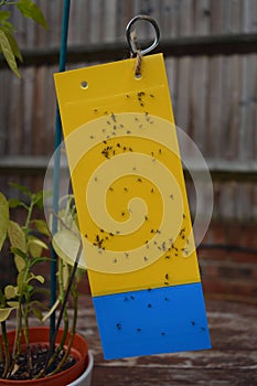 Flypaper with dead flies