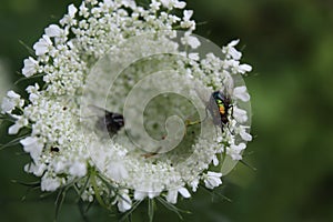 Flys can be beautiful photo