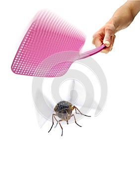 Flyswatter Fly Swat Insect Pest Swatter photo