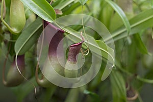 Flytrap plant