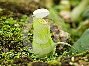 Flytrap Predatory Carnivorous monkey cups plant, tropical pitcher plants ,Nepenthes mirabilis Ventrata