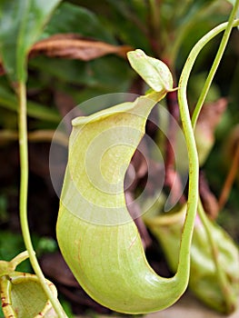 Flytrap Predatory Carnivorous monkey cups plant, tropical pitcher plants ,Nepenthes mirabilis Ventrata