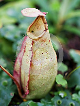 Flytrap Predatory Carnivorous monkey cups plant, tropical pitcher plants ,Nepenthes mirabilis Ventrata