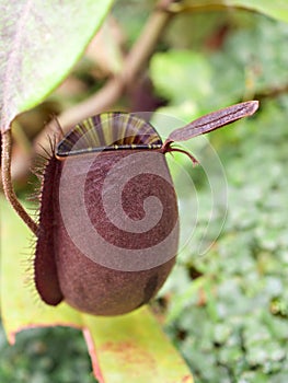 Flytrap Predatory Carnivorous monkey cups plant, tropical pitcher plants ,Nepenthes mirabilis Ventrata
