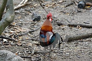 Fmale Red junglefowl (Gallus gallus)