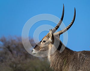 A fmale Waterbuck Antelope seen on a safari in South Africa