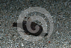 Fo Cardinalfish Foa fo