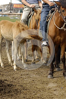 The foal
