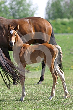 Foal