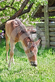 Foal