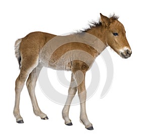 Foal (4 weeks old)