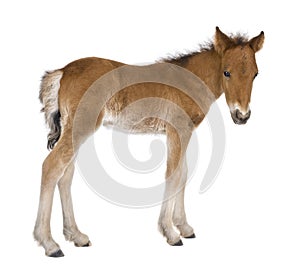 Foal (4 weeks old) photo