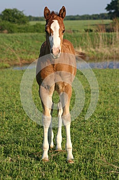 Foal photo