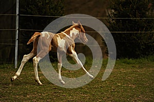 foal