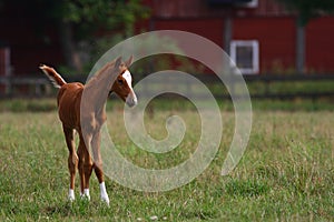 Foal photo
