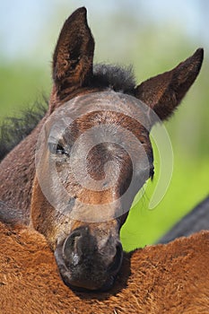 Foal