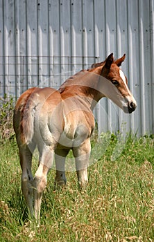 Foal