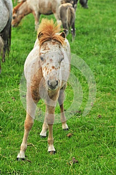 Foal from American Mini horses