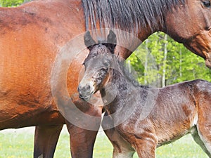 Foal or baby horse closeup, equestrian or farming