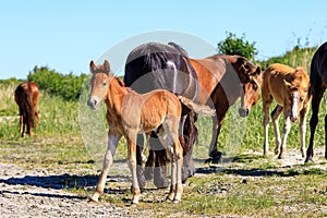 Foal on the background of a herd of horses on a hot summer day under the bright sun