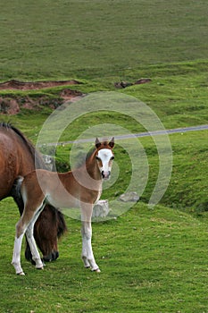 Foal Beauty