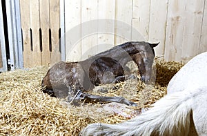 Foal birth in the horse stable