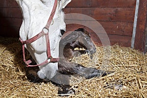 Foal birth in the horse stable