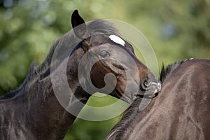 Foal bites mare