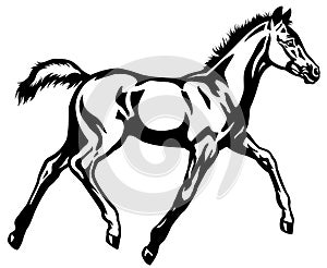 Foal black white