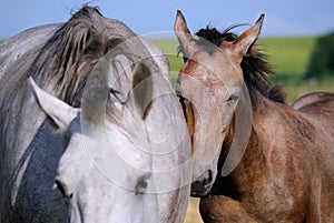 The foal buried its face in the side of his mother.