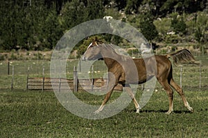 Foal cantering in the field