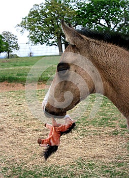Foal Carrying Toy Horse photo