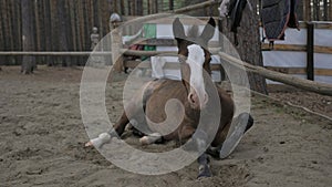 Foal in corral in the summer.