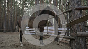 Foal in corral in the summer.