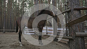 Foal in corral in the summer.