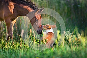 Foal with dog