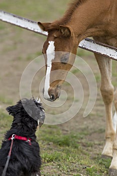 Foal and dog