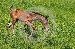 Foal doing first steps on a spring pasture