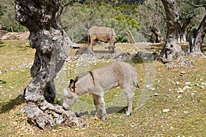 foal, donkey with mom, Equus asinus, Equus africanus asinus with foal grazes on home farm in mountains pastures on sunny day,