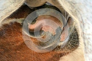 Foal drinking on mare closeup