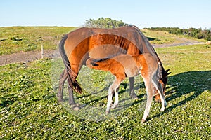 Foal drinking from mare on a summer pasture