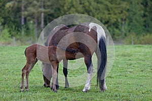 Foal drinking mothers milk