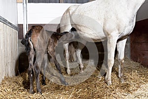 Foal drinks first time